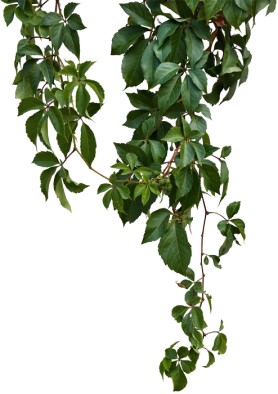 bg-leaf